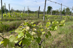 Vendesi terreni agricoli a Timorasso