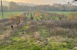 Vendesi 5ha Terreni agricoli capannone agricolo